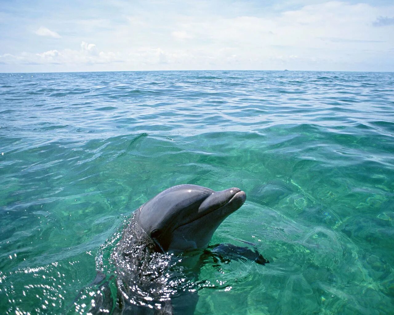 Если море было пивом я б дельфином. Афалина в Анапе Дельфин. Дельфин Афалина в Азовском море. Дельфины в чёрном море Афалина и белобочка. Дельфины в Дивноморском.