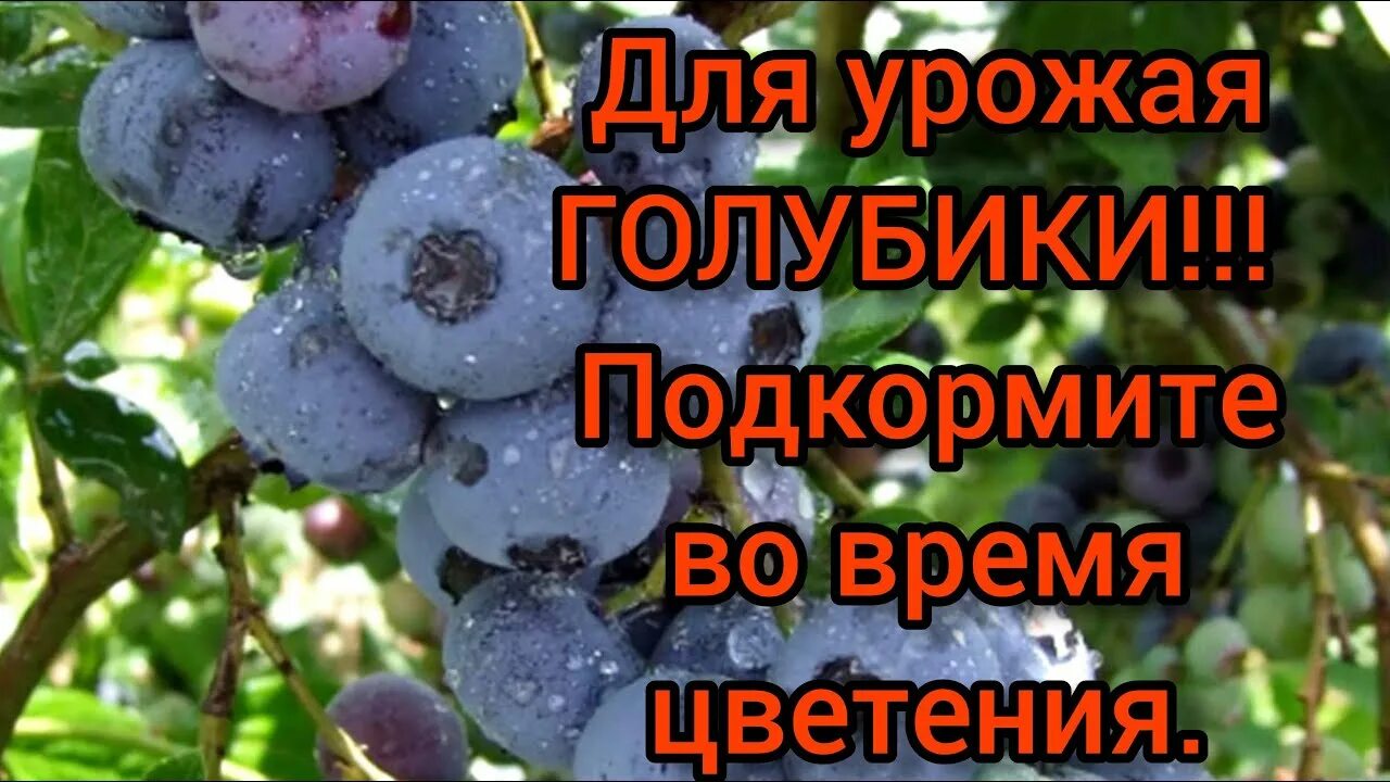 Голубика подкормить. Голубика в период цветения. Таблица цветения голубики. Чем подкормить голубику весной.