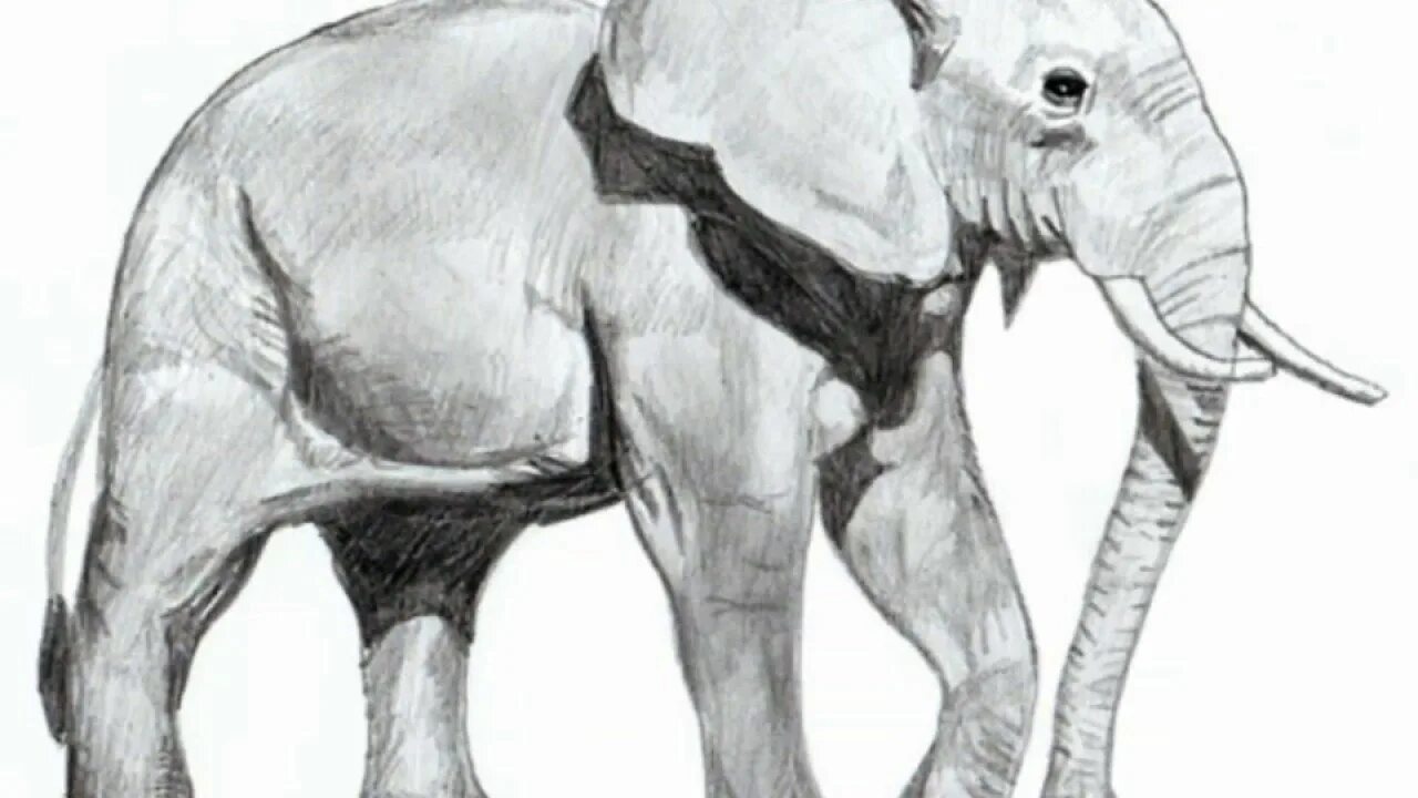Слон нарисовать. Слон нарисованный сбоку. Слон сбоку рисунок. Слон карандашом. Слон для срисовки.