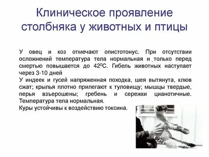 Столбняк симптомы после укуса