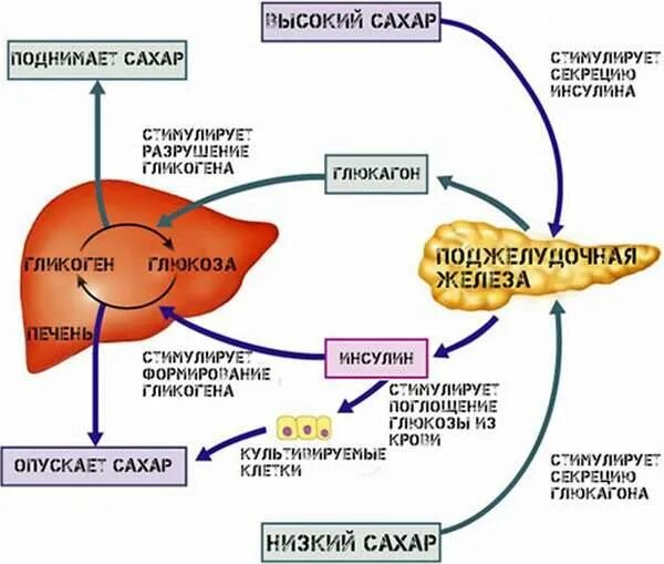 Железа выделяющая соматотропин. Схема механизма действия инсулина и глюкагона. Схема выработки инсулина в организме человека. Органы мишени инсулина и глюкагона. Механизм активации ферментов поджелудочной железы схема.