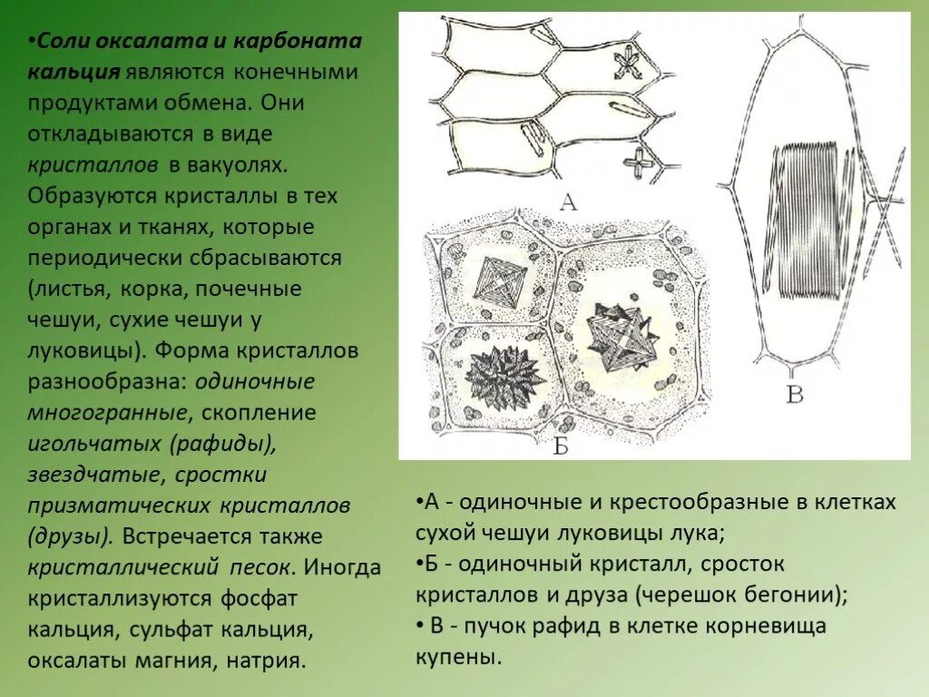 Клетка листа бегонии. Друзы кристаллов оксалата кальция.