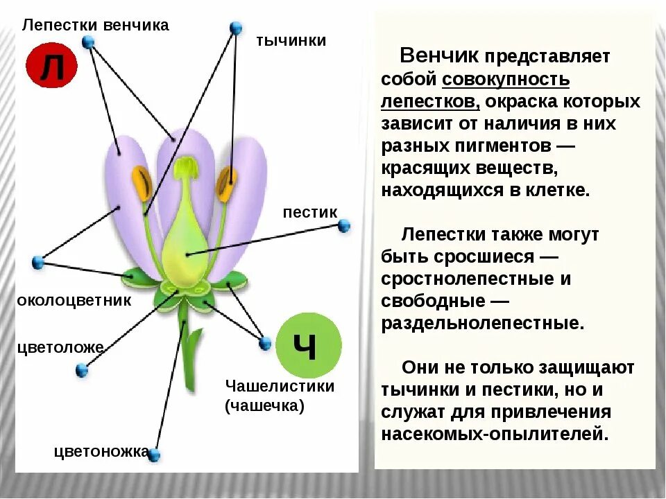 Генеративная часть цветка. Чашелистики пестик тычинки венчик. Пестик венчик тычинка околоцветник. Пестик входит в состав околоцветника.. Цветок биология венчик.