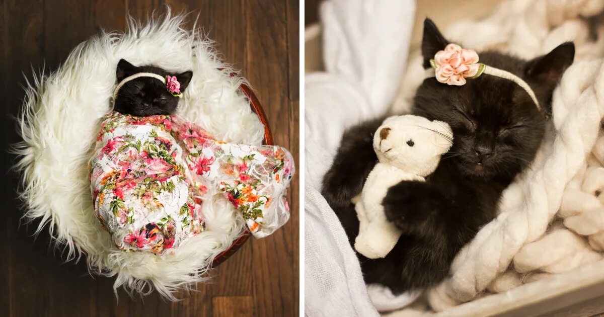 Котята красиво сфоткать. Кошка фотографируется. Милые котята. Фотографировать котят. Фотографировать котят.