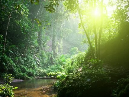 Rain forest