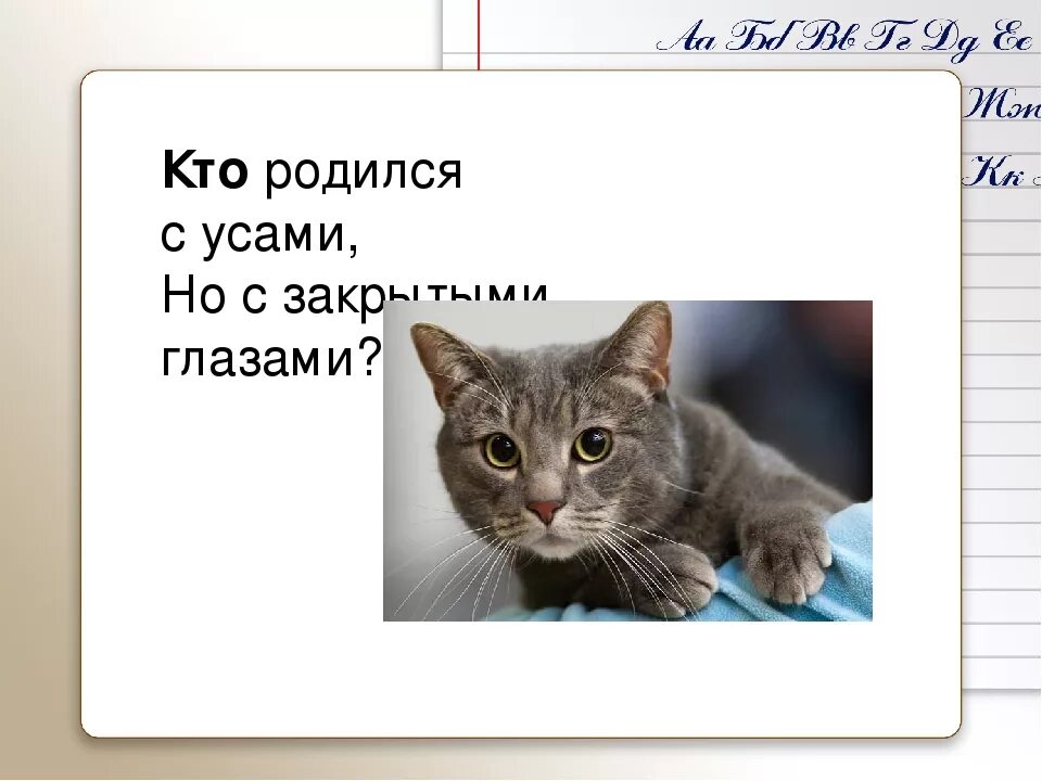 У кого усы длиннее загадка. Какой малыш рождается с усами загадка ответ. Кто рождается с усами загадка ответ. Кто родился с усами но с закрытыми глазами загадка. Какой малыш рождается с усами.