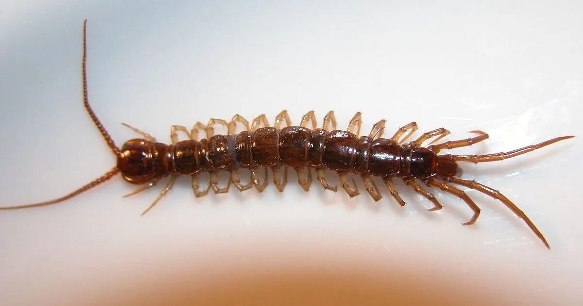 Сороконожка 1. Костянка Lithobius forficatus. Древоточец многоножка. Сороконожка Крымская. Сколопендра.