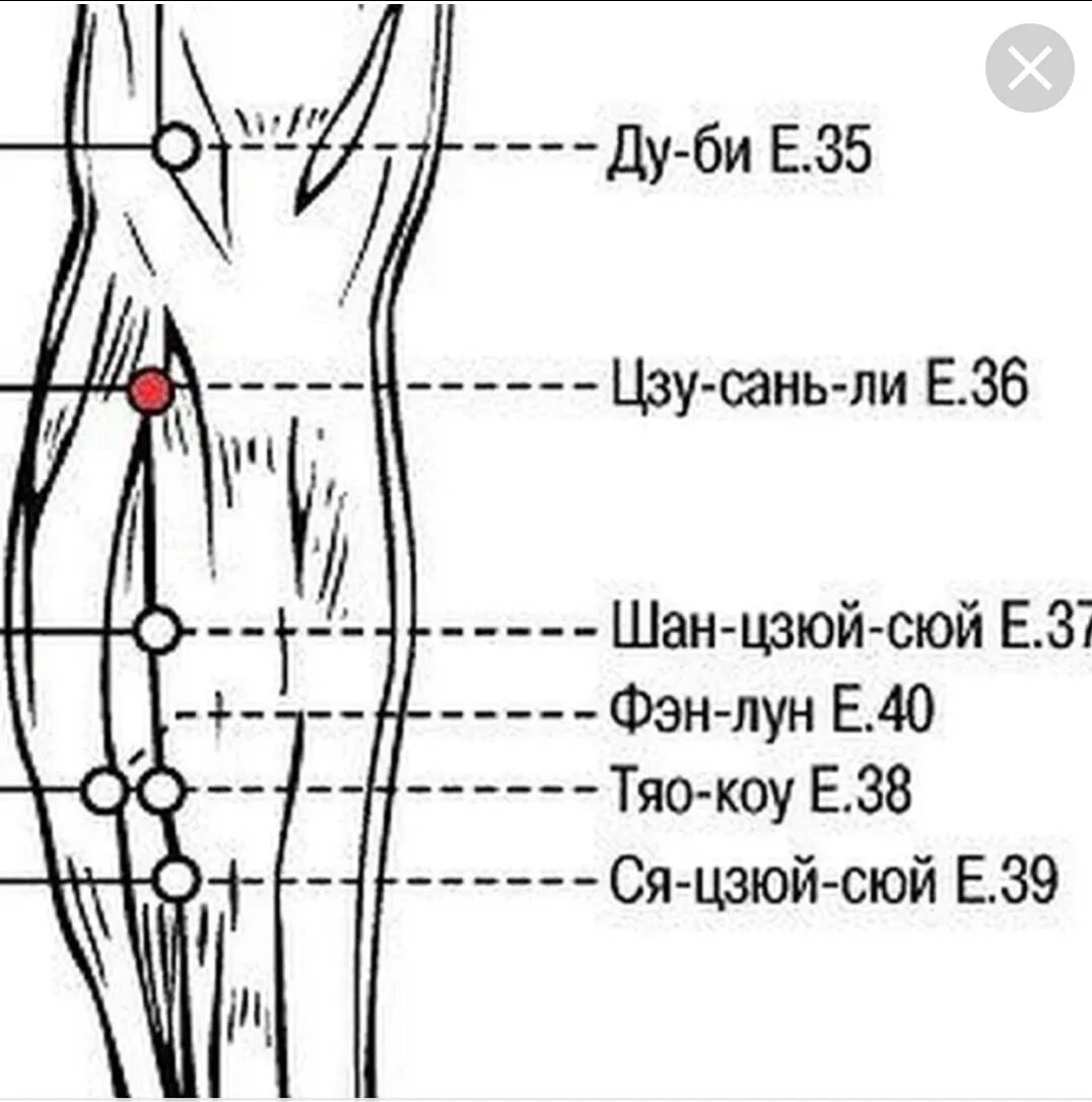 Точки долголетия» - Цзу-Сан-ли – е36. Цзу Сань Линь точка. Цзу-Сань-ли (е36). Точка е 36 Цзу-Сань-ли.