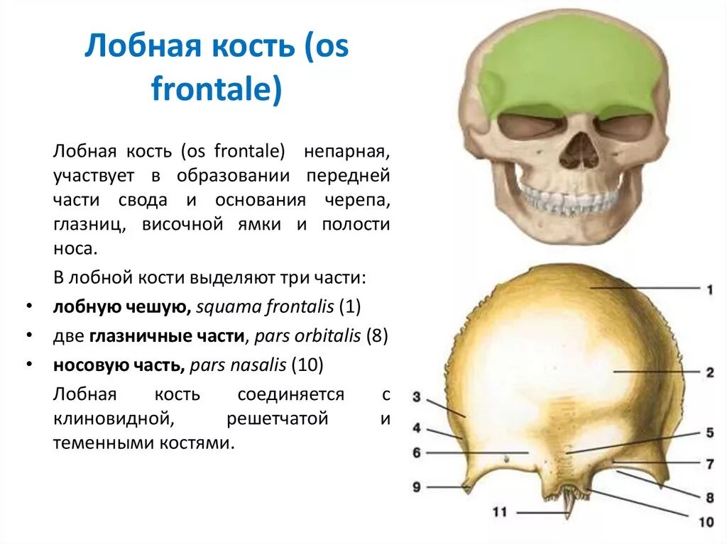 Глабелла лобной кости. Лобная кость черепа анатомия. Строение лобной кости анатомия. Анатомия лобной кости черепа.