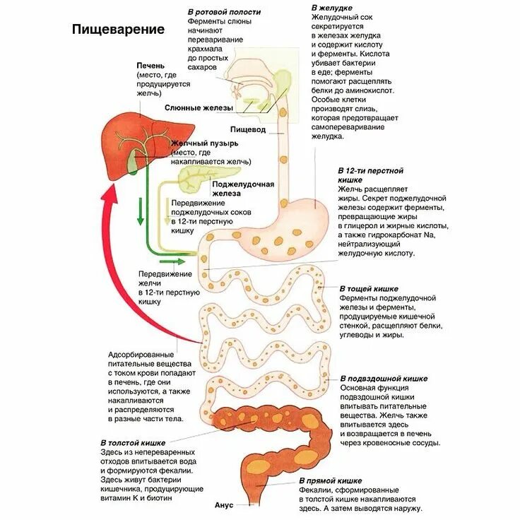 Слюна расщепляет жиры. Патологии органов пищеварения. Расщепление в пищеварительной системе. Болезни пищеварительной системы. Схема пищеварительного тракта.