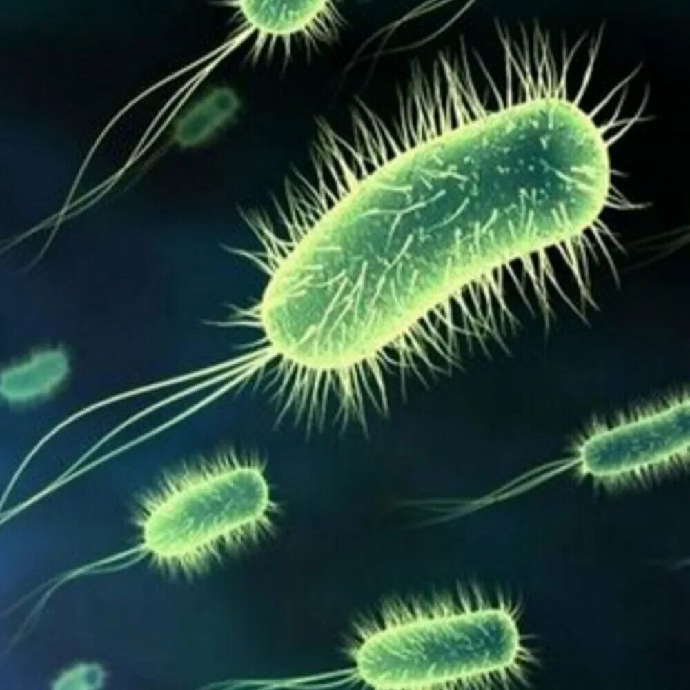 Kingdom Monera. Бактерия шигелла  одноклеточные?. Красивые бактерии. Бактерии фото.