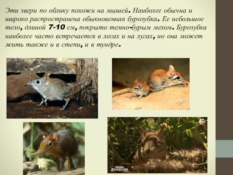 Мышь это зверь или нет. Бурозубка обыкновенная классификация. белка насекомоядное или нет. какие насекомоядные животные проживают в тундре.