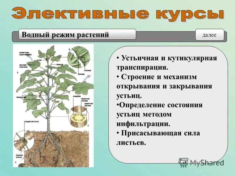 Устьичная транспирация растений. Кутикулярная транспирация. Процесс транспирации у растений. Роль транспирации у растений.