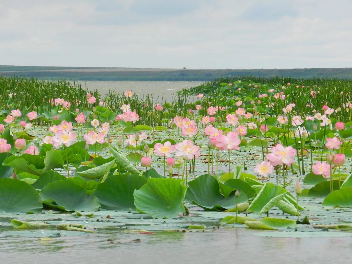 Купить цветы в озерах