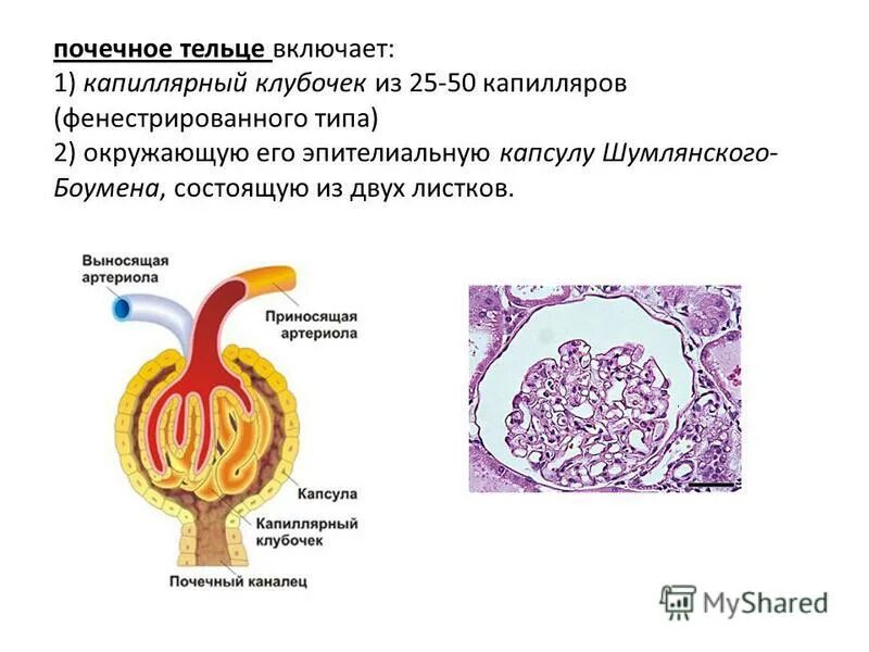 Капсула почечного тельца гистология. Строение капиллярного клубочка почки. Строение почечного тельца нефрона гистология. Эпителий капиллярного клубочка нефрона. Почечное тельце почки