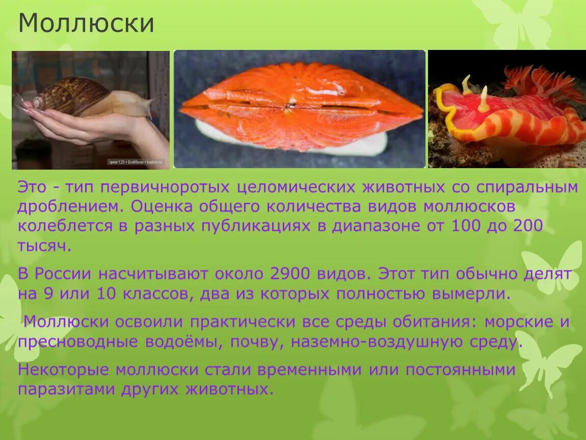 В какой среде обитают первичноротые беспозвоночные животные. Беспозвоночные животные презентация 3 класс. сообщение о беспозвоночных животных 3 класс. сообщение о беспозвоночном животном 3 класс. сообщение беспозвоночные моллюски.