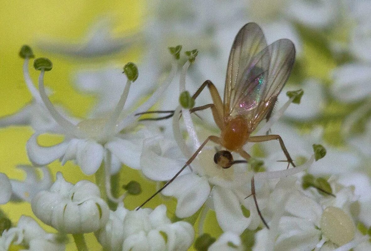Грибной комарик (или сциарида). Грибные комарики мошки. Личинки почвенных комариков. Сциариды грибные комарики. Муха в теплице с прозрачными крыльями.
