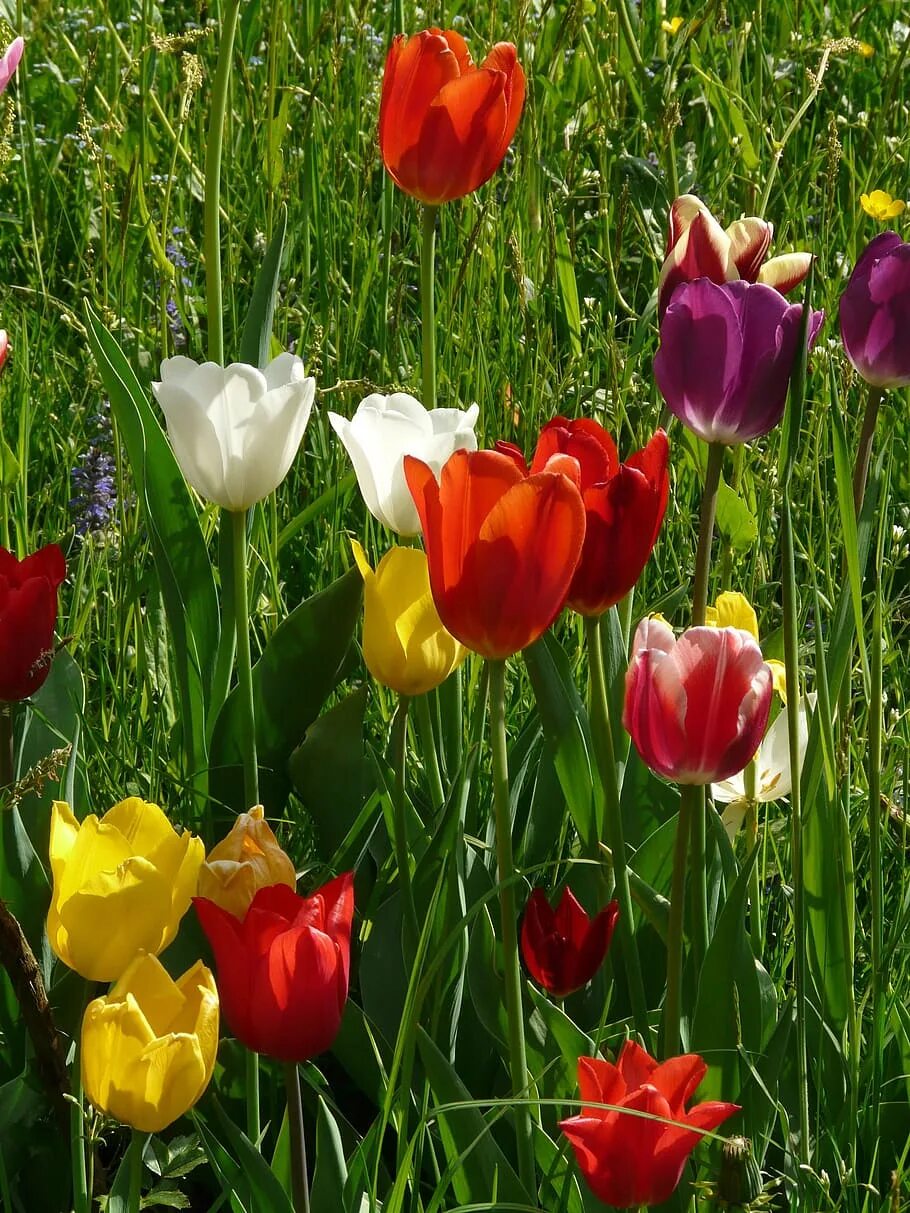 Тюльпаны вертикальные картинки. Цветущие тюльпаны. Тюльпаны разноцветные. Весенние тюльпаны. Тюльпаны весной.