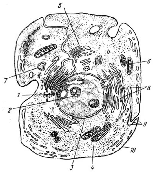 Полость в цитоплазме клетки 7 букв. Схема строения животной клетки. Схема строения животной клетки без подписей. Схематическое изображение животной клетки. Схема клетки животного организма.