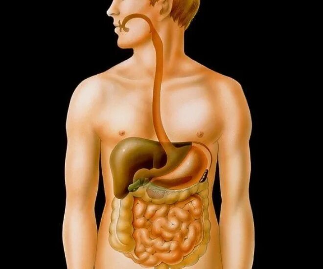 Расположение. Желудка. На. Человеческом. Организме. Как расположен желудок. Где находится печень.