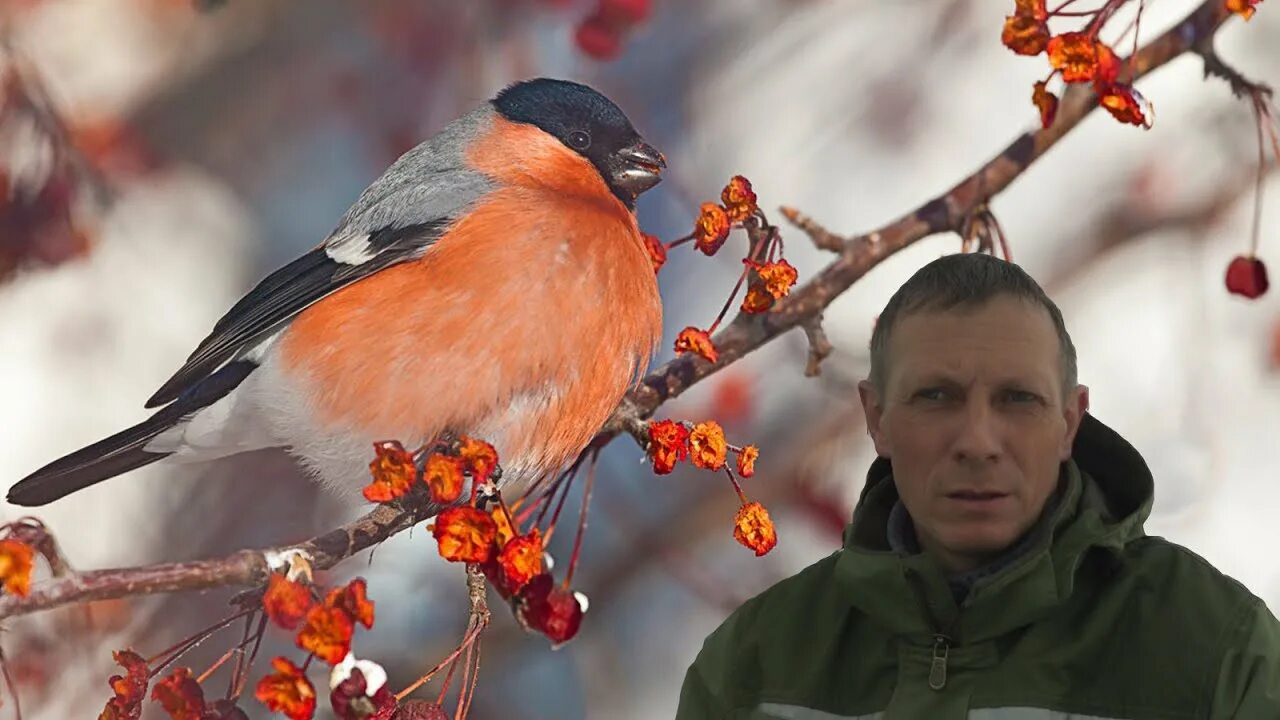 Обыкновенный снегирь птица. Куда делись снегири. Куда деваются снегири. Куда делись снегири. Красногрудый снегирь.