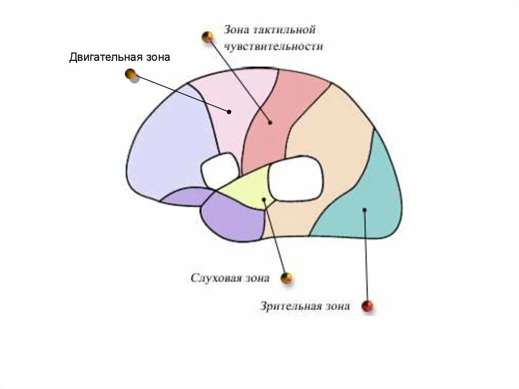 Зоны чувствительности головного мозга. Двигательная зона. Зона тактильной чувствительности. Зона тактильной чувствительности в головном мозге.