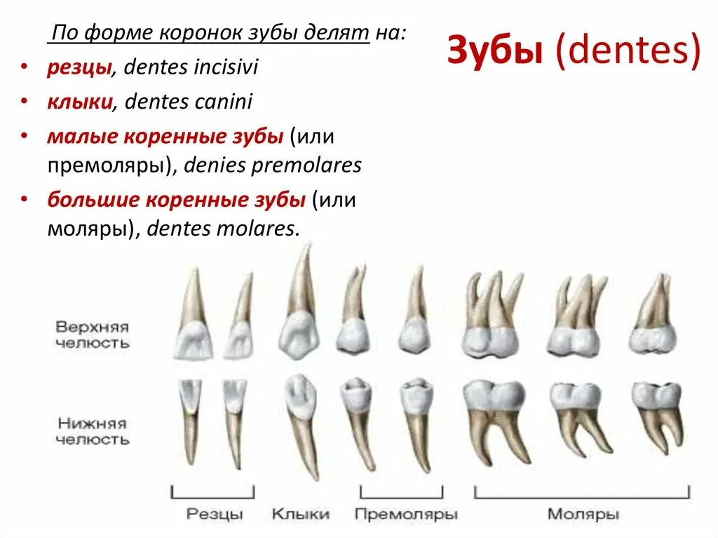 Резцы клыки премоляры моляры. Зубы: резцы, клыки, коренные зубы.. Резцы клыки малые и большие коренные зубы.