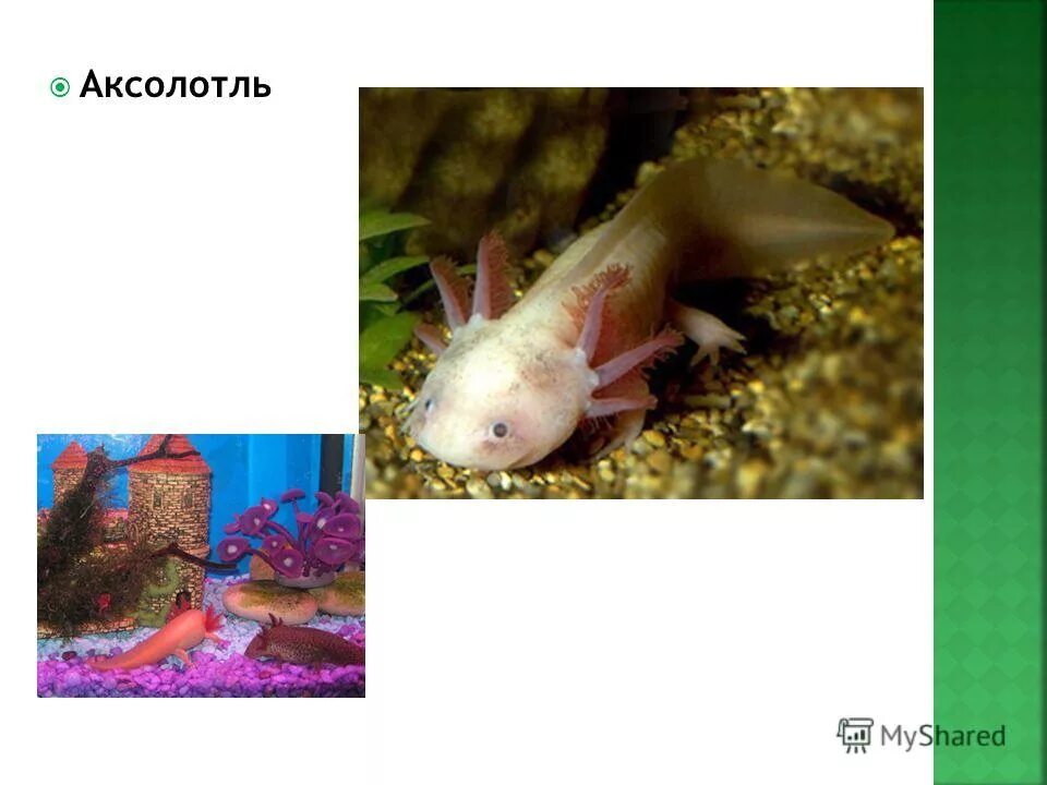аксолотль регенерация