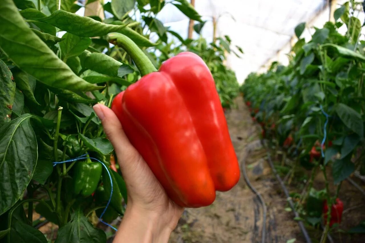 Урожай перца. Сбор урожая перца. Сбор урожая перец. Сбор урожая перца. Перец сладкий катрин.