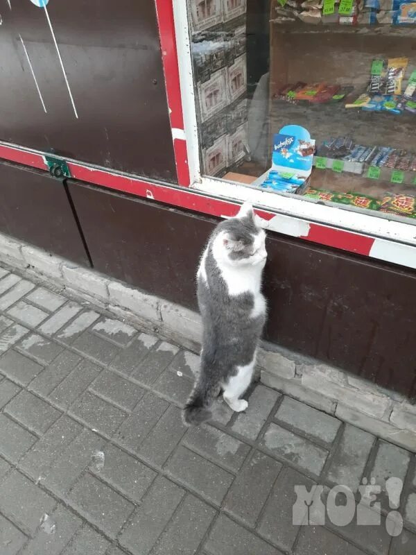 Кот приход. Кот пришел. Котики пришли в магазин. Просто кот. Приход кота в пять утра.