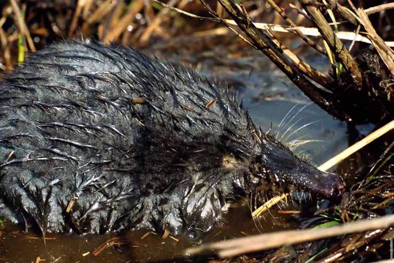 Животные живущие без воды. Русская выхухоль. Русская выхухоль Desmana moschata Linnaeus, 1758. Выхухоль русская (Desmana moschata). Пиренейская выхухоль.