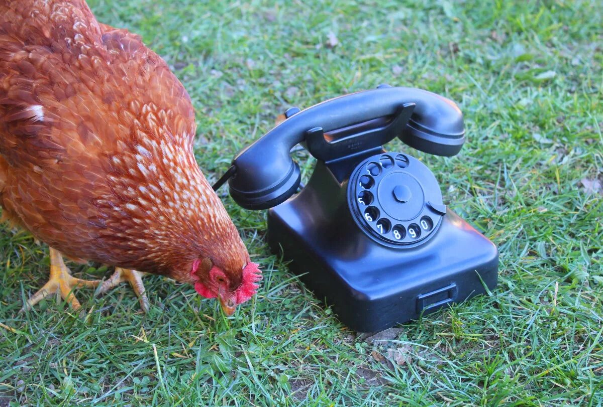 Курица с телефоном. Курочка с телефоном. Кура с телефоном. Куры с телефоном смешные. Курье телефон