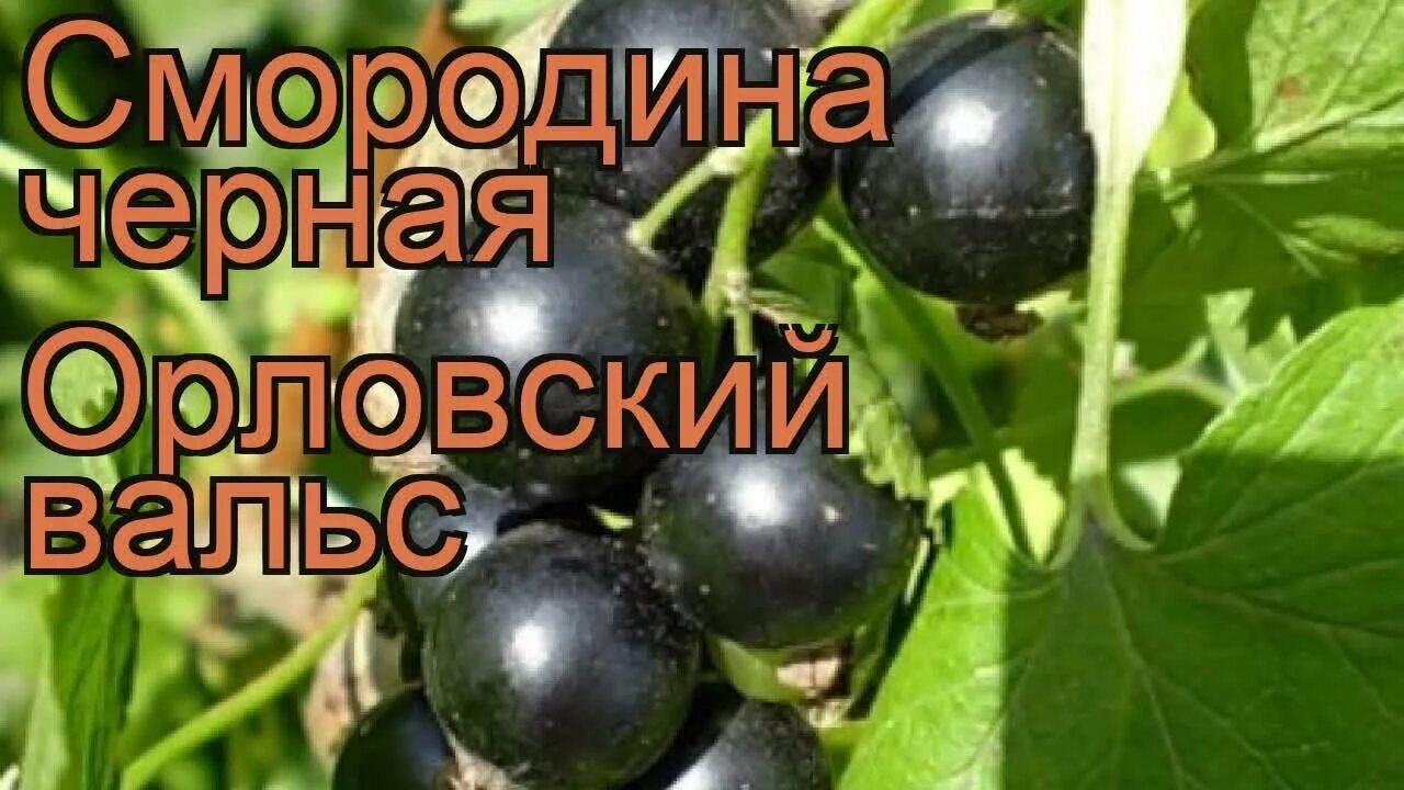 Смородина черная Орловский вальс. Смородина черная Орловская Серенада.