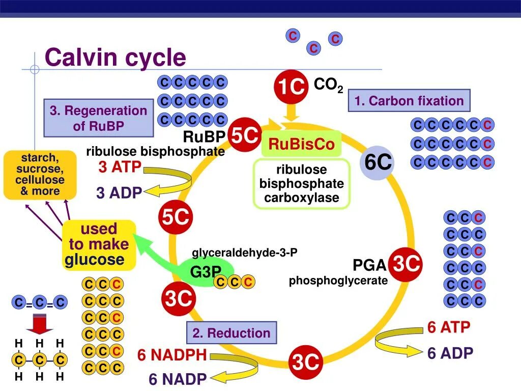 Цикл кальвина в хлоропластах. Цикл цикл Кальвина. Цикл Кальвина в фотосинтезе. Цикл Кальвина РУБИСКО. Кальвин цикл Кальвина.