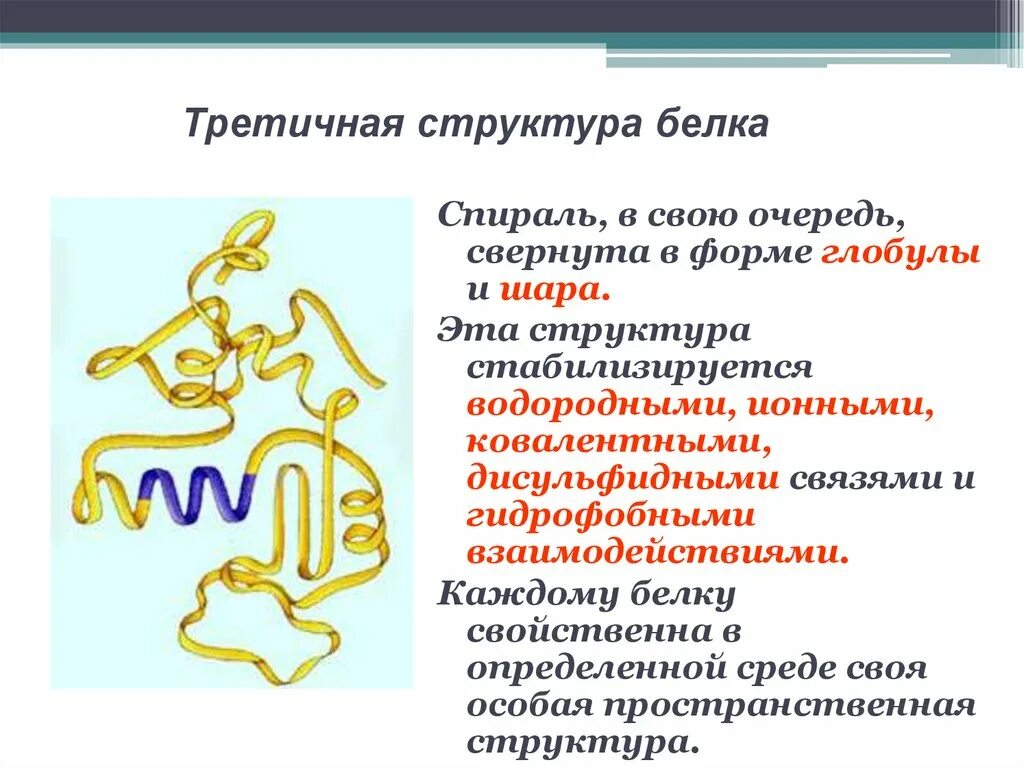 Особенности внутреннего строения белки. Третичная структура белка стабилизируетс. Альбумин структура белка третичная. Белки третичная структура. Белок третичная структура.