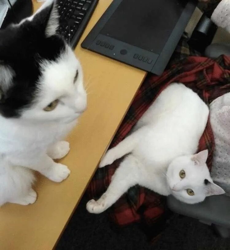 Cat work
