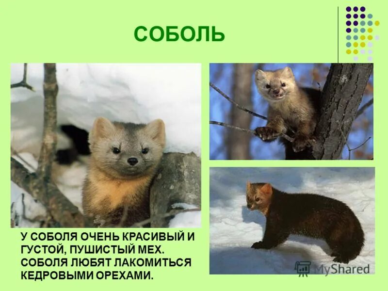 животные алтайского края презентация