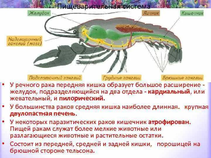 Замкнутая пищеварительная система у каких - найдено 90 картинок