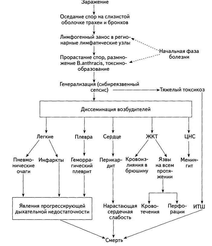 Легочная язва. Патогенез сибирской язвы микробиология. Патогенез сибирской язвы схема. Сибирская язва легочная форма патогенез.