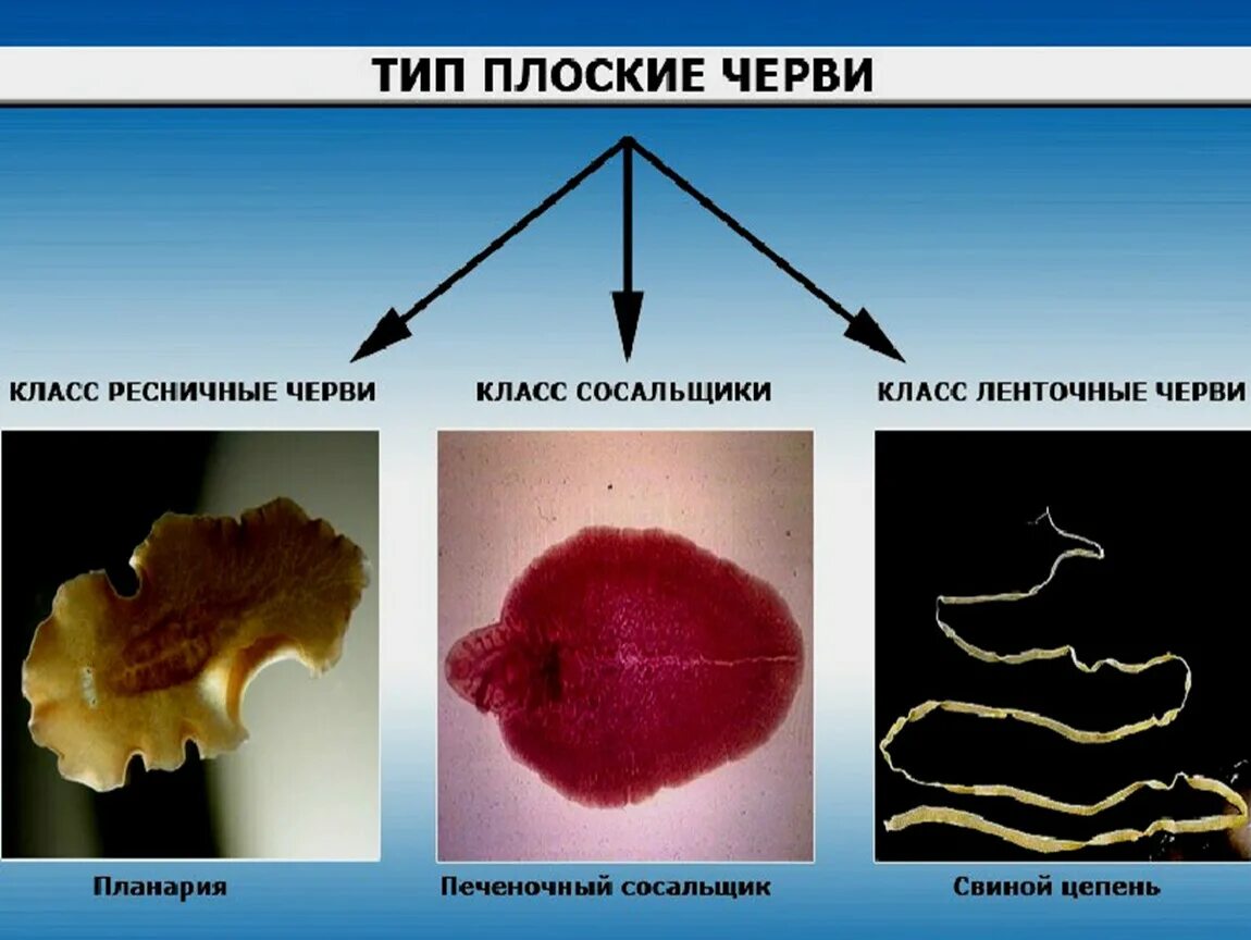 Плоский червь какой тип. Ресничные сосальщики ленточные черви. К типу плоские черви относятся классы. Классификация паразитических плоских червей. Паразитические плоские черви 7 класс.