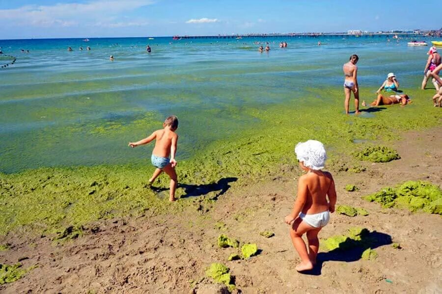 Цветет ли анапа. Черное море цветет Анапа. Черное море Анапа цветет водоросли. Цветение моря в Анапе. Анапа пляж Джемете водоросли.