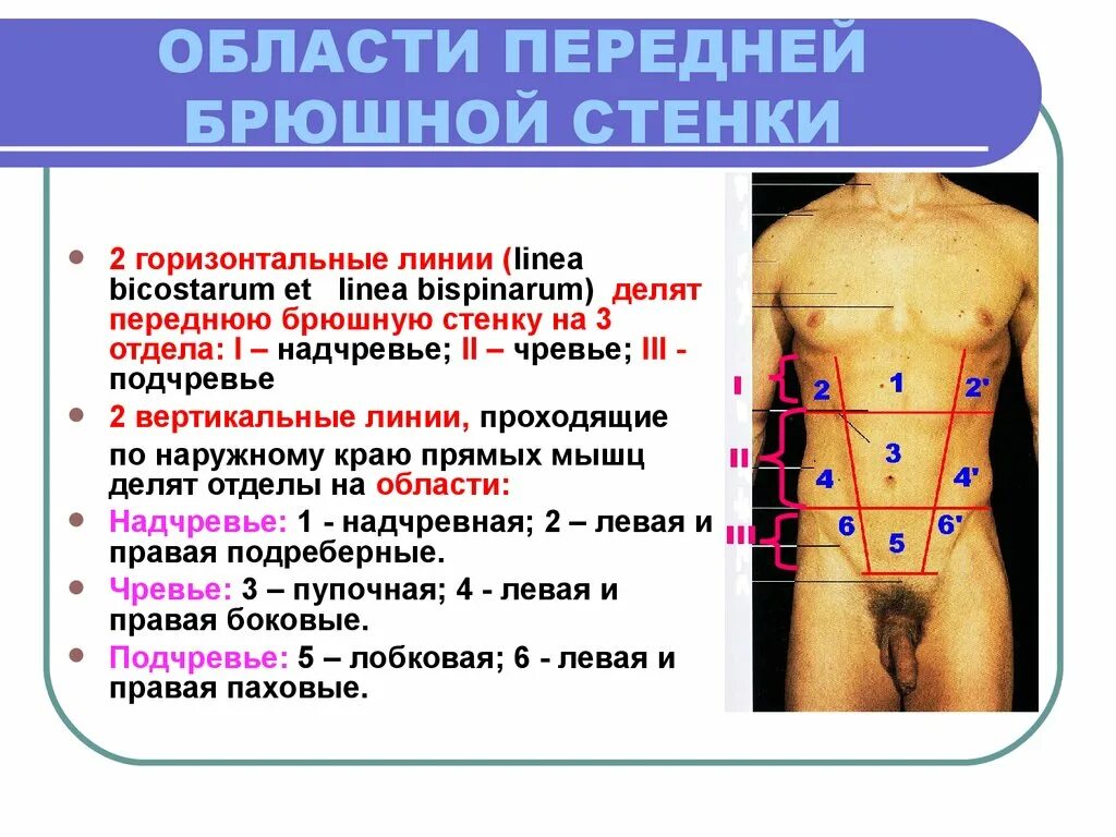 Топографические области передней брюшной стенки. Топография области передней брюшной стенки. Передняя брюшная стенка области топография. Топографияпередней брюшной мтенке.