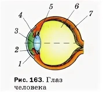 Какое преимущество дает зрение. Глаз как оптическая система зрение. Глаз человека физика 8 класс. Глаз и зрение физика 8. Физика 8 кл глаз и зрение.