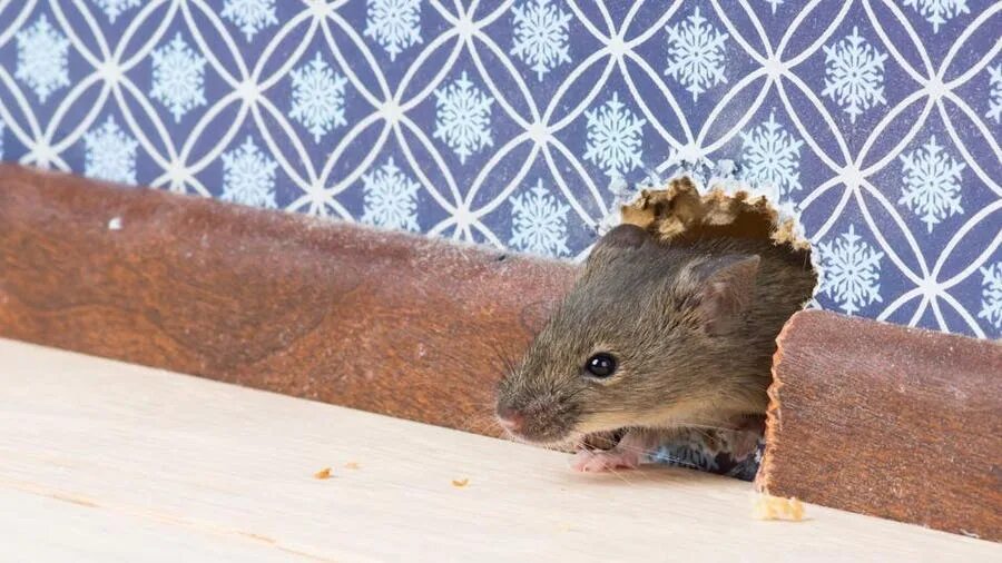 Ночью скребется мышь. Ночью скребется мышь
