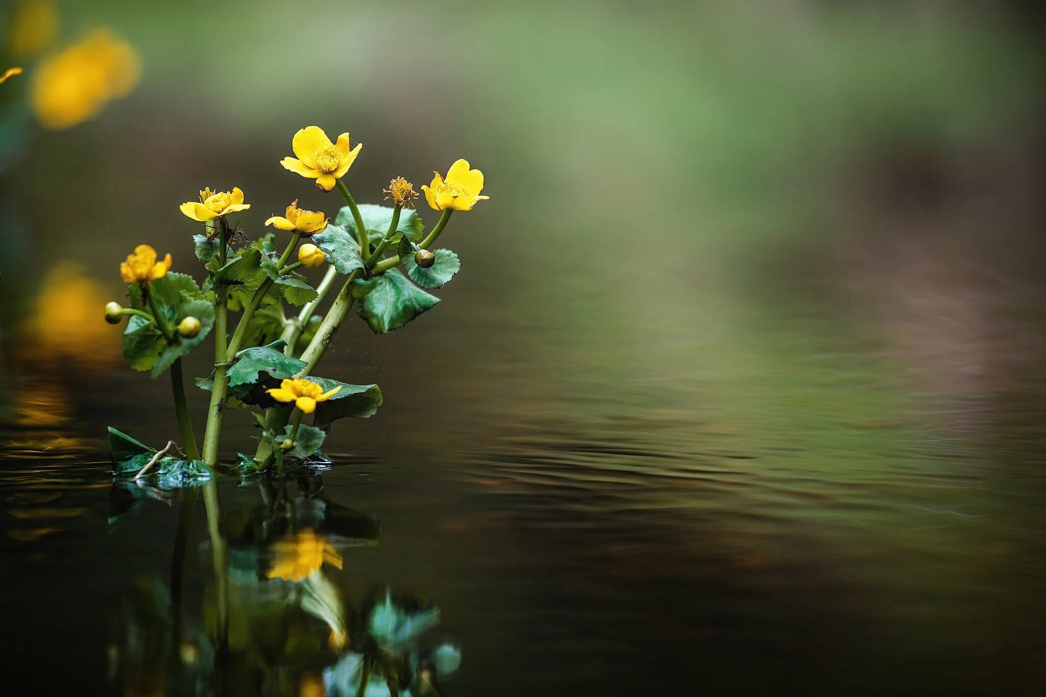 Река Рыкуша. Желтый цветок в реке весной. Цветы у реки. Мост, цветы, речка.