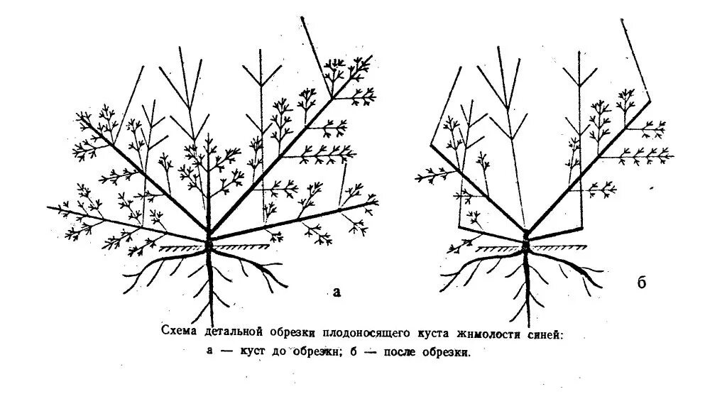 Обрезают ли жимолость. Жимолость схема обрезки куста. Весенняя обрезка жимолости схема. Схема обрезки жимолости весной. Обрезка жимолости осенью схема.