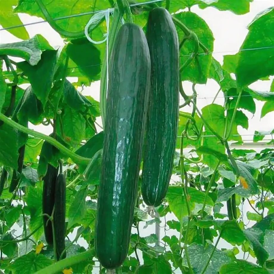 Сорта длинноплодных огурцов. Огурцы длинноплодные семена. Огурец изумрудный поток седек. Сорта длинноплодных огурцов. Огурцы длинноплодные сорта.