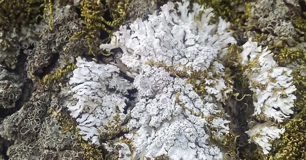 Лишайниковый цвет. Графис лишайник накипной. Фисция накипной лишайник. Древний лишайник. Пармелия скальная.