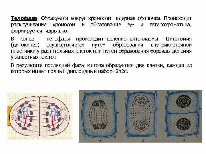 Митоз в результате образуется 2 клетки. Деление растительной клетки. телофаза растительной клетки. деление цитоплазмы митоз. цитокинез в растительной и животной клетки.