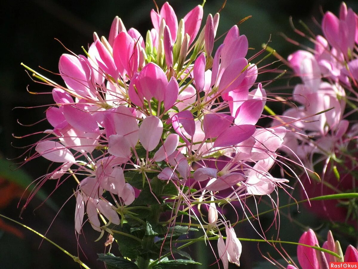 Клеома фото и описание. Клеома колючая. Клеома цветок. Клеома колючая (Cleome spinosa). Однолетник клеома.